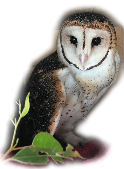 Masked-Owl-cut-out